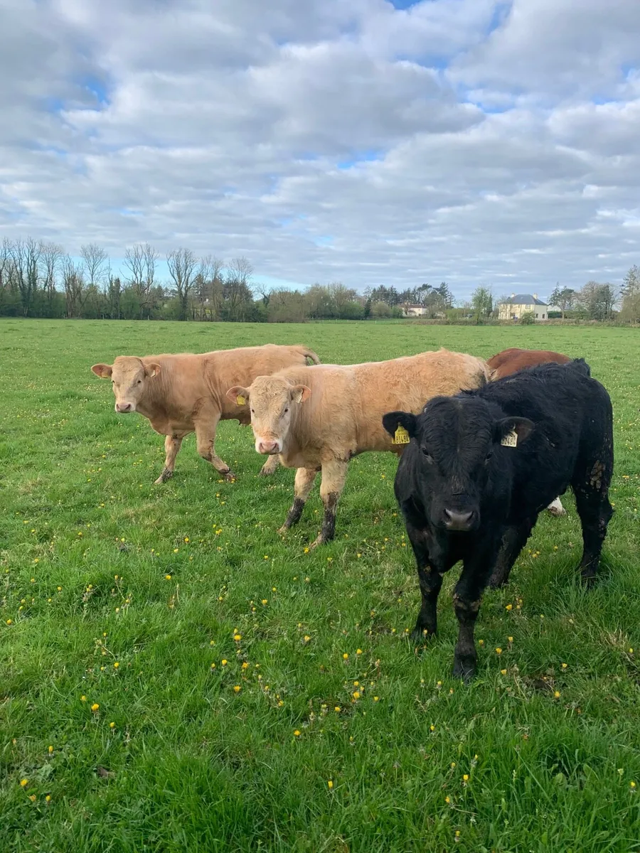 7 Super Store bullocks for sale - Image 2