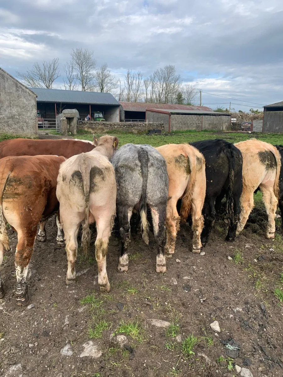 7 Super Store bullocks for sale - Image 1