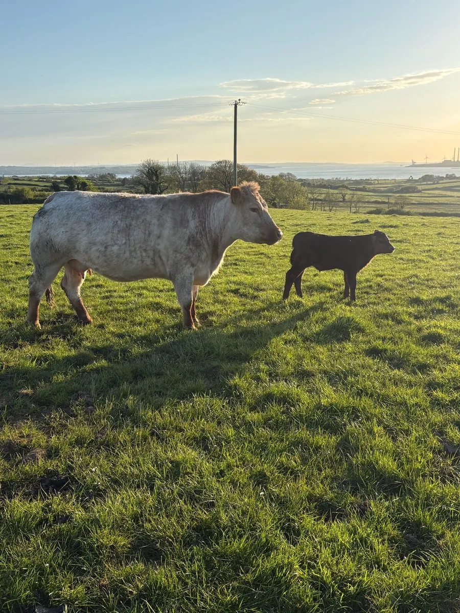 2 cows and calfs - Image 2