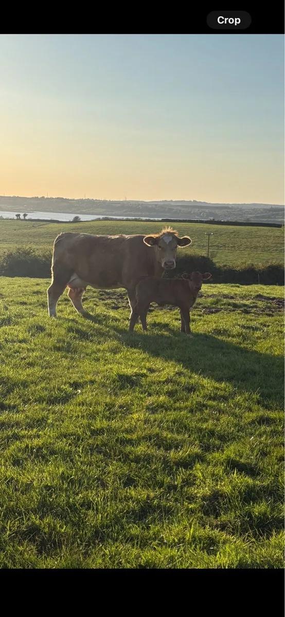 2 cows and calfs - Image 1