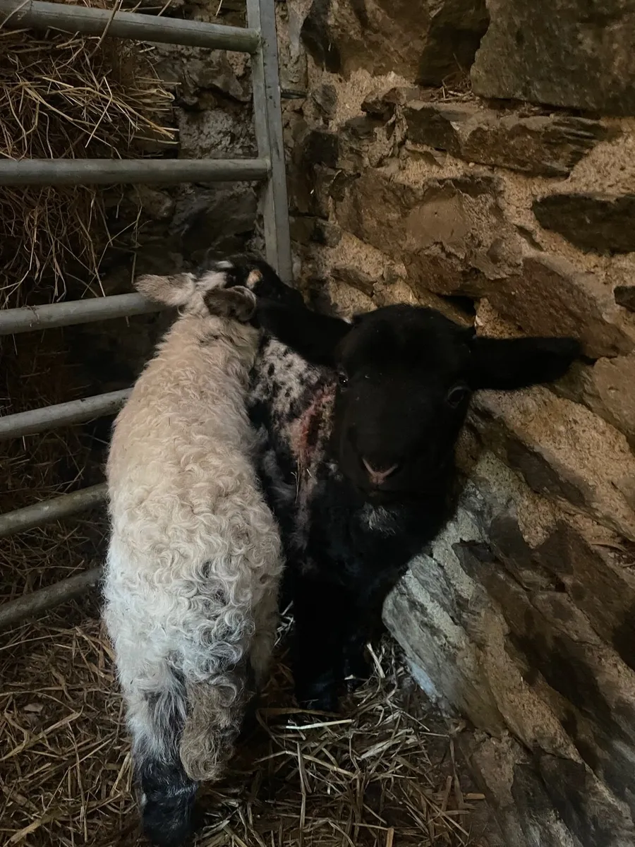 Two pet ram lambs - Image 1