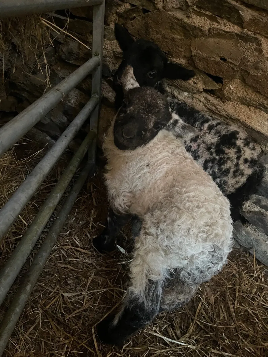 Two pet ram lambs - Image 2