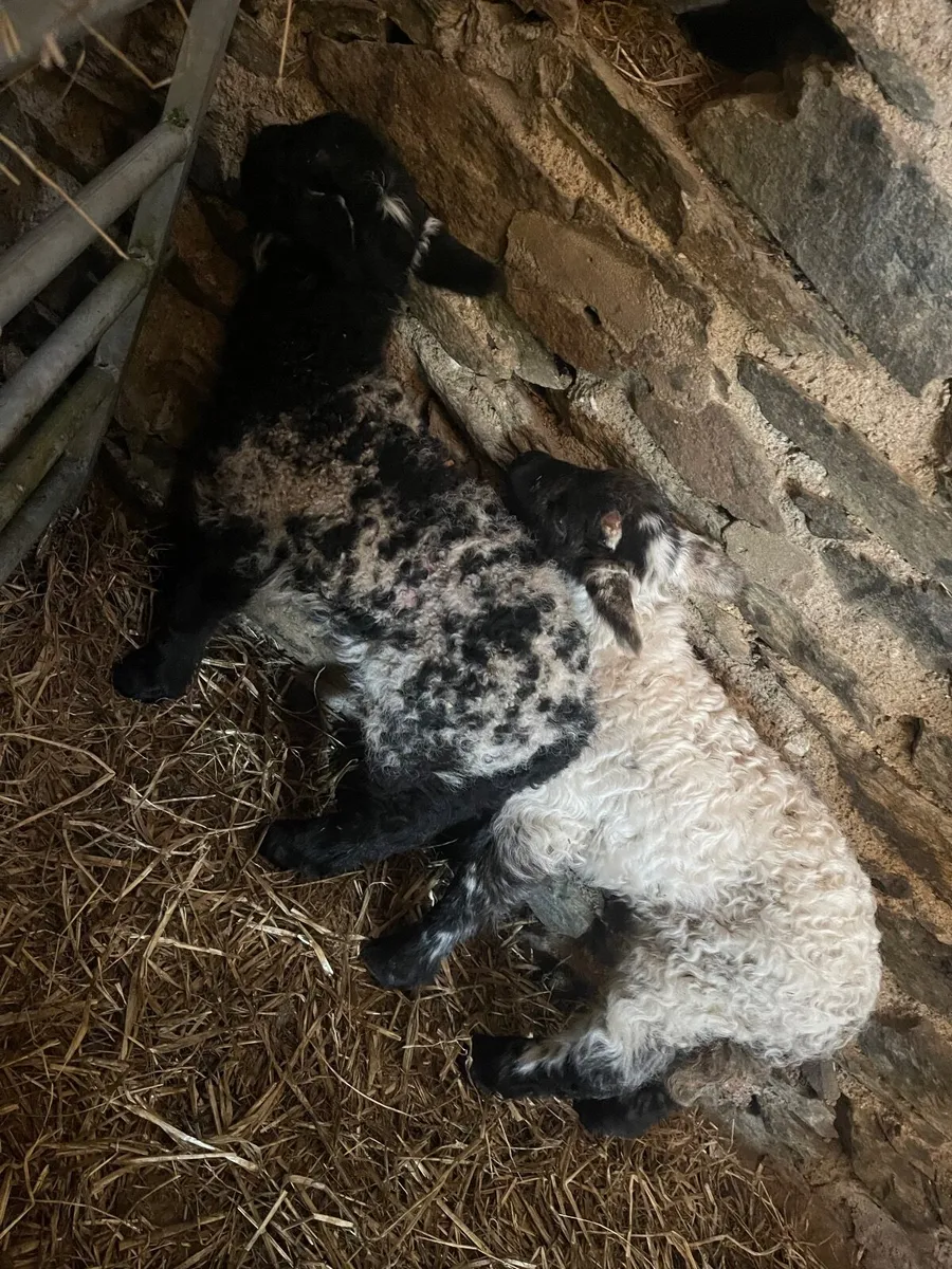 Two pet ram lambs - Image 4