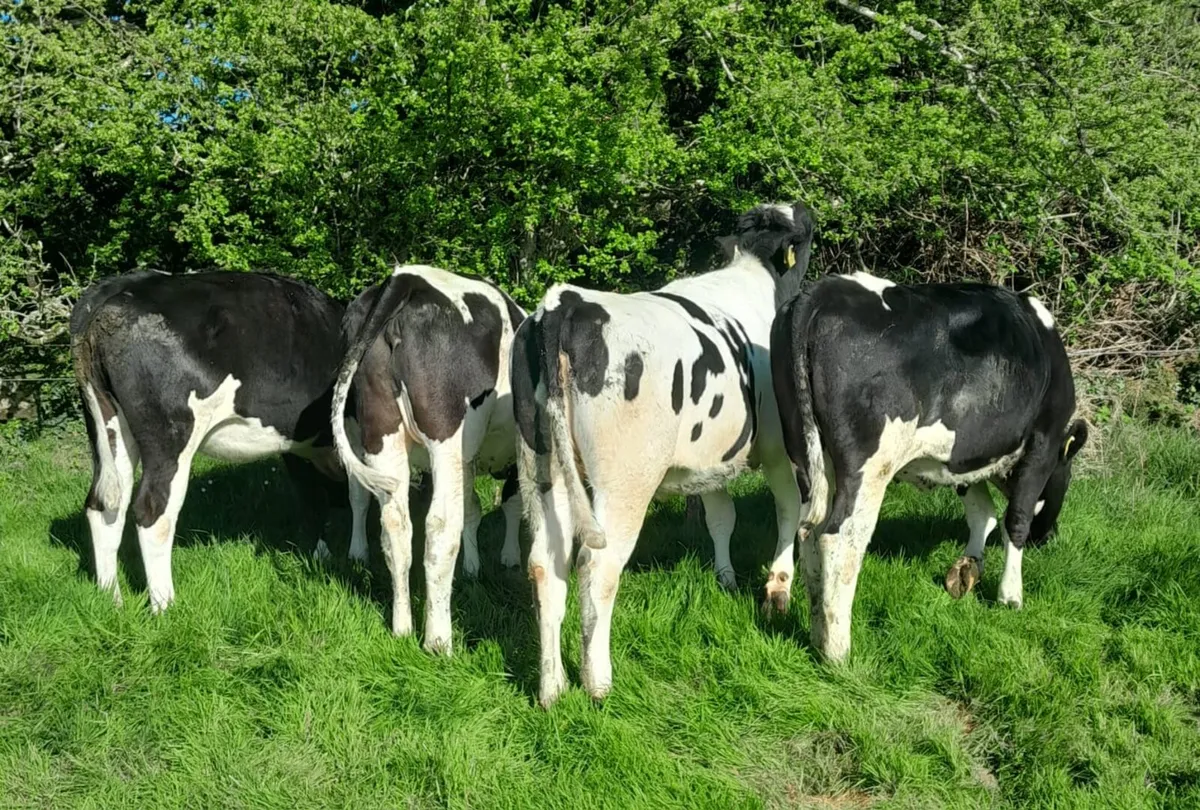 Yearling British Friesian Heifers - Image 2