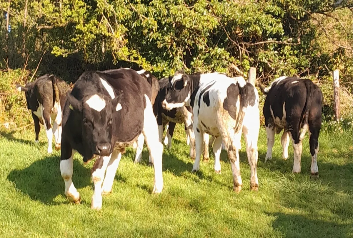 Yearling British Friesian Heifers - Image 1