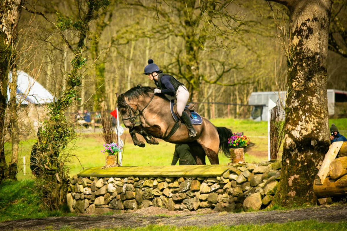 Lot 156 Goresbridge 6th May 4yo 14.2 Connemara - Image 1