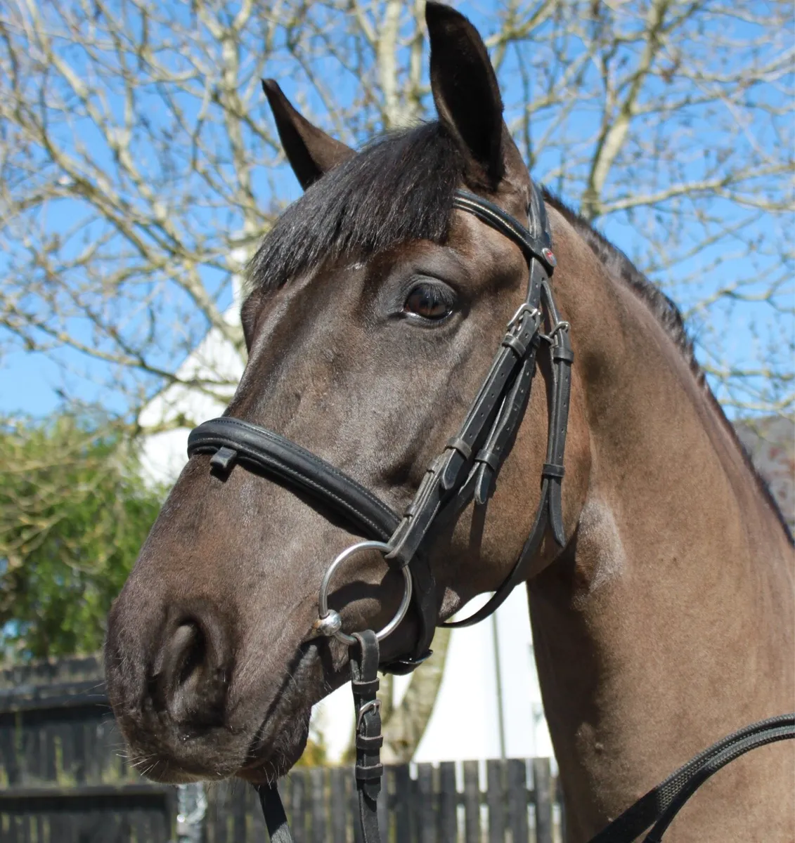 Lot 156 Goresbridge 6th May 4yo 14.2 Connemara - Image 2