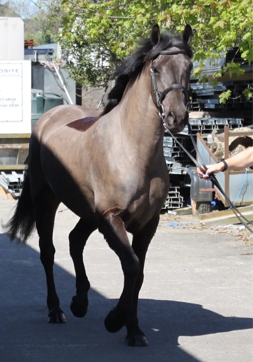 Lot 156 Goresbridge 6th May 4yo 14.2 Connemara - Image 3