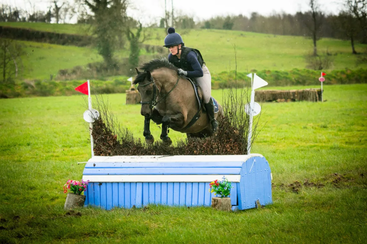 Lot 156 Goresbridge 6th May 4yo 14.2 Connemara - Image 4