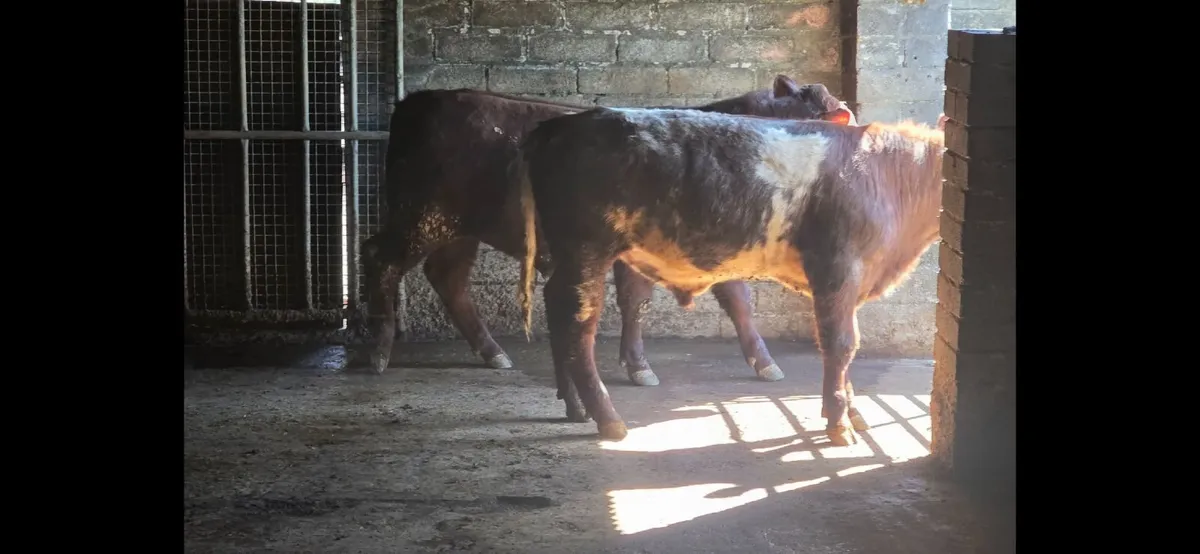 Pedigree Shorthorn Bulls - Image 2