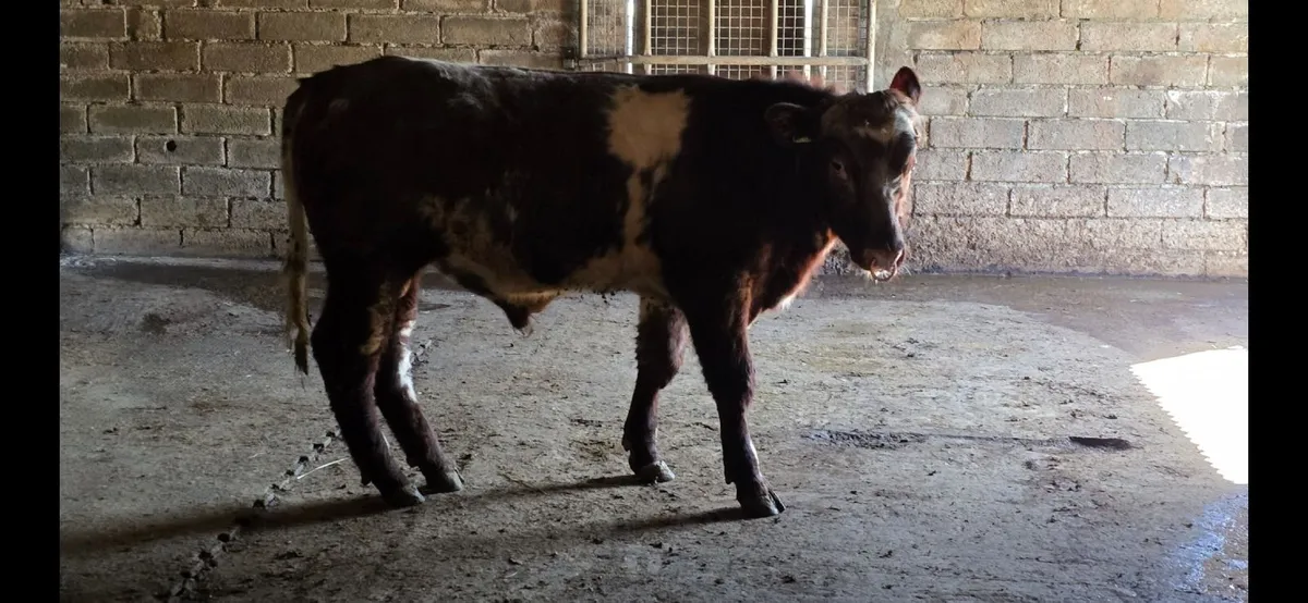 Pedigree Shorthorn Bulls - Image 4