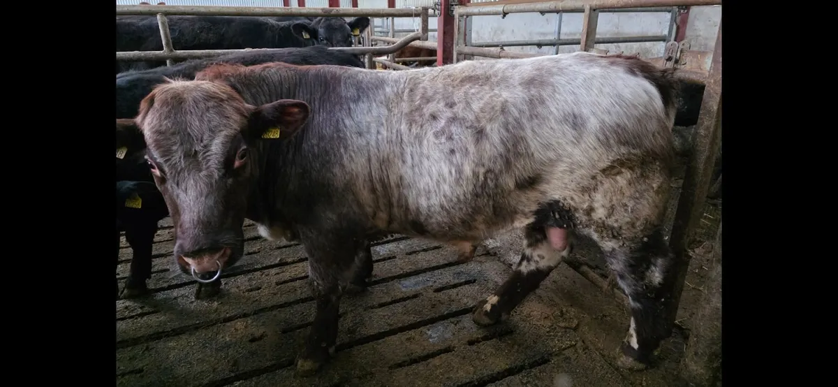 Pedigree Shorthorn Bulls - Image 1