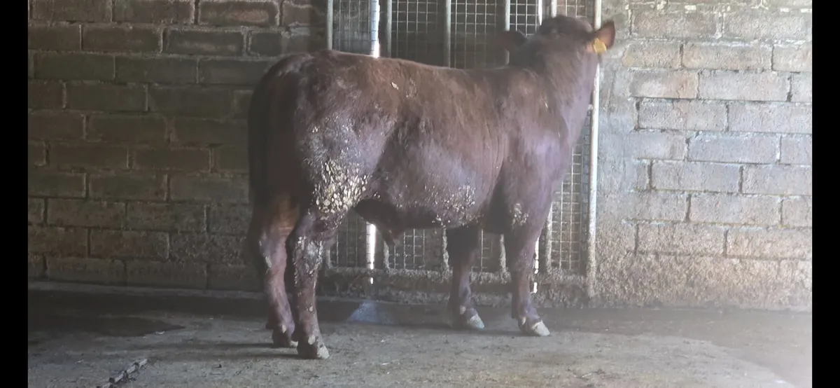 Pedigree Shorthorn Bulls - Image 3