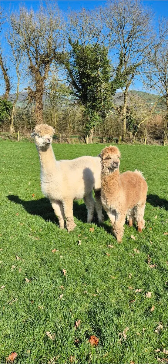 Male and female alpacas - Image 2