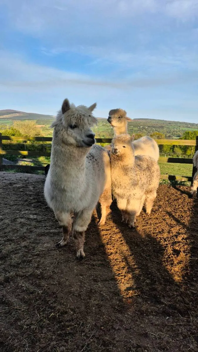 Male and female alpacas - Image 3