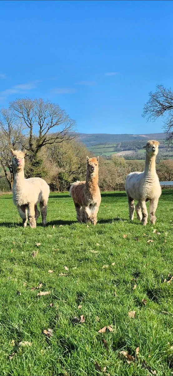 Male and female alpacas - Image 1
