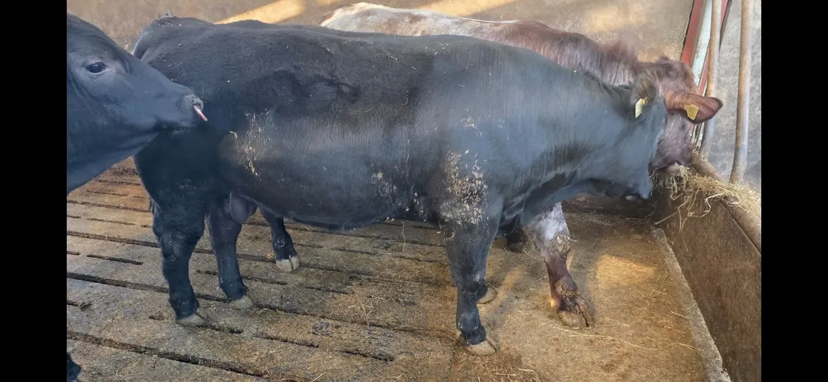 Pedigree Angus Bulls - Image 2