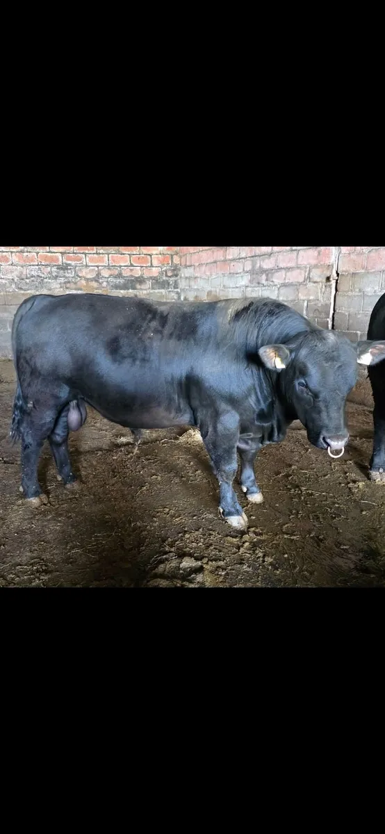 Pedigree Angus Bulls - Image 1