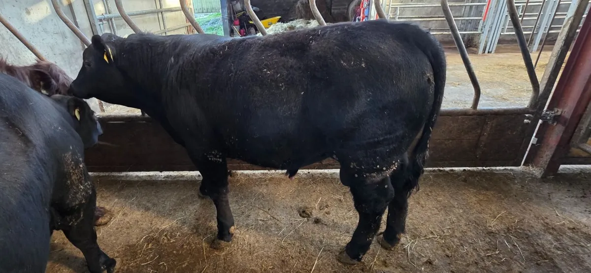 Pedigree Angus Bulls - Image 4