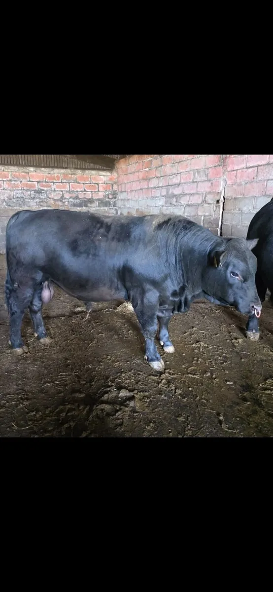 Pedigree Angus Bulls - Image 3