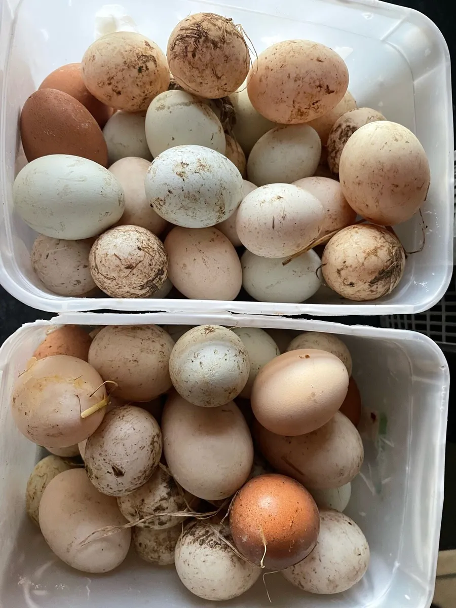 Eggs - Image 1