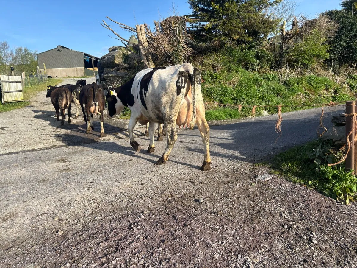 120 friesian and friesian x cows - Image 1