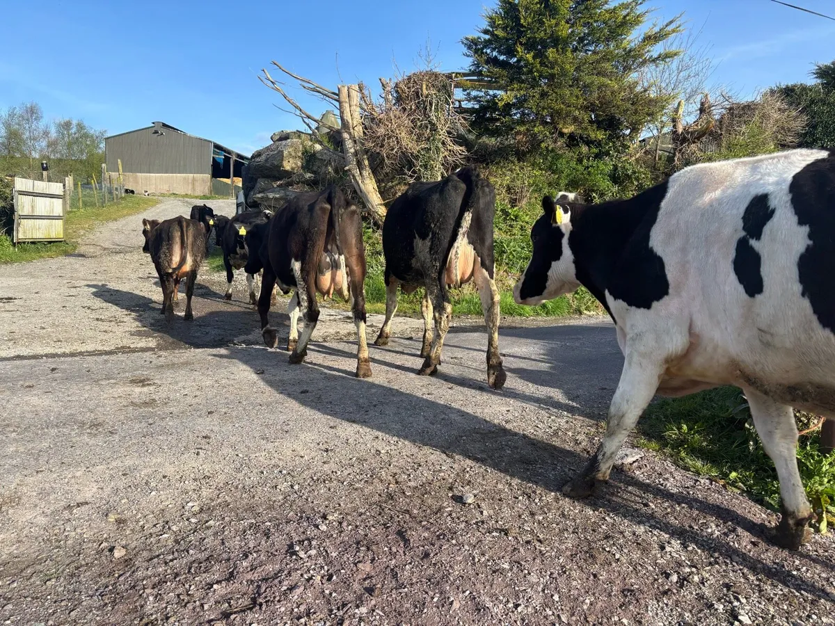 120 friesian and friesian x cows - Image 4