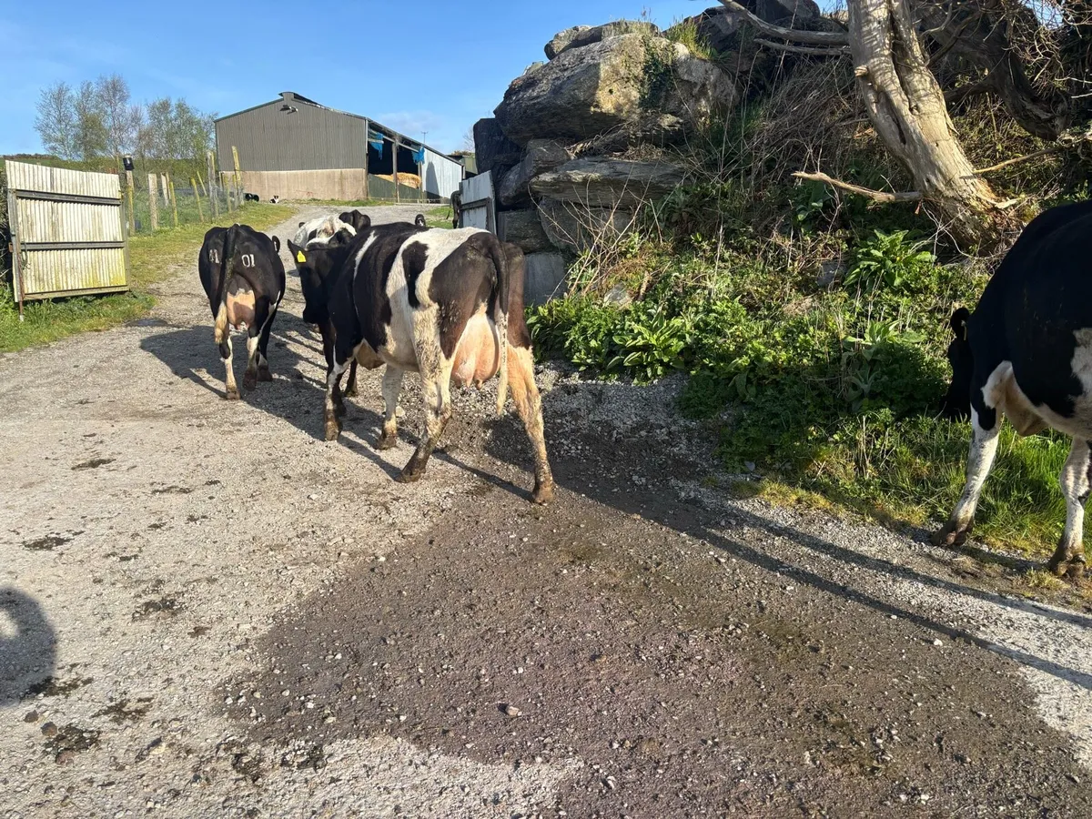 120 friesian and friesian x cows - Image 2