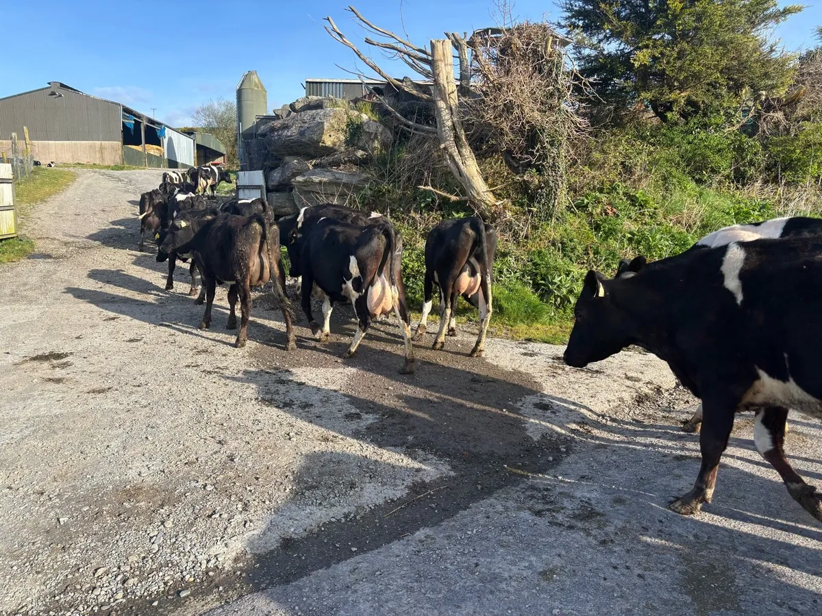 120 friesian and friesian x cows - Image 3