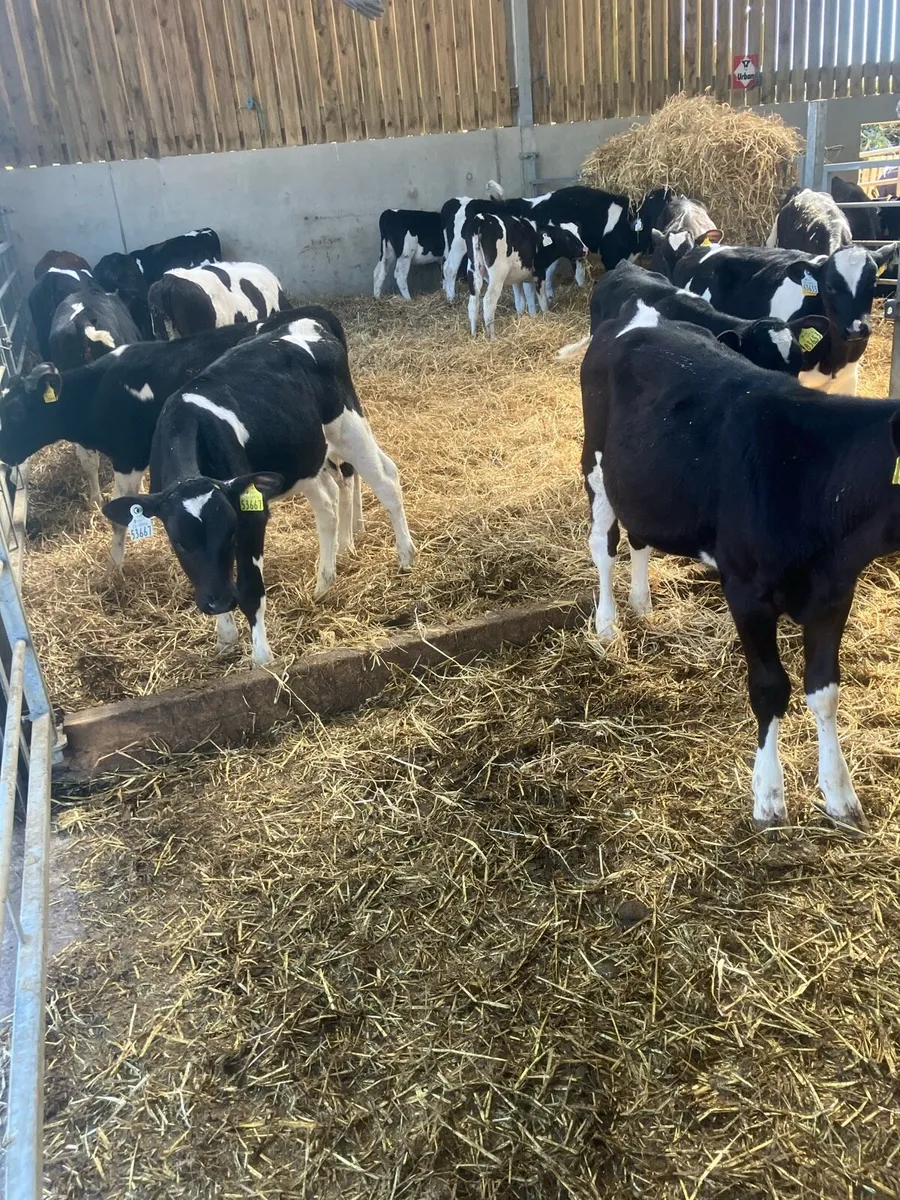 Friesian Heifer Calves - Image 2