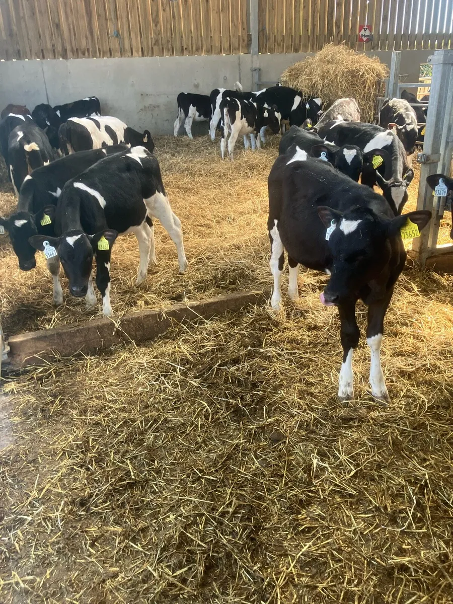 Friesian Heifer Calves - Image 1