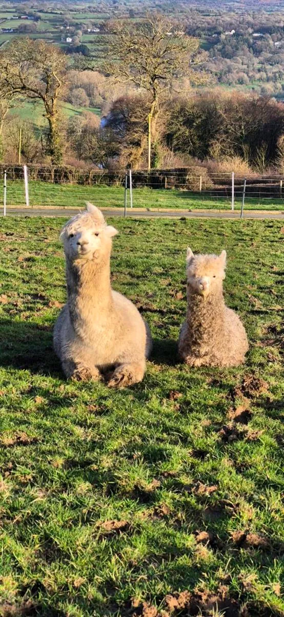 Male and female alpacas - Image 4