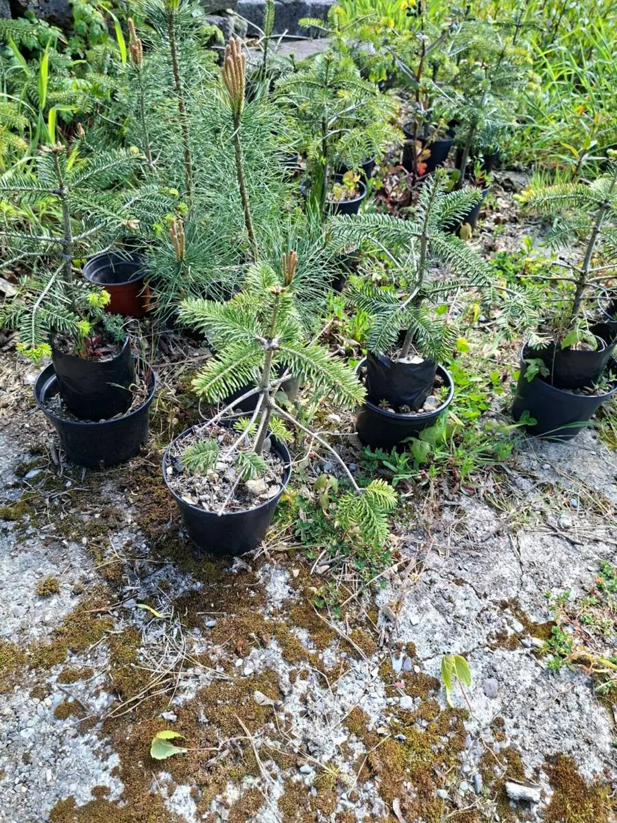 Potato trees - Image 1