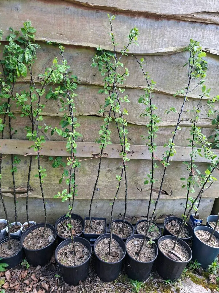 Potato trees - Image 2