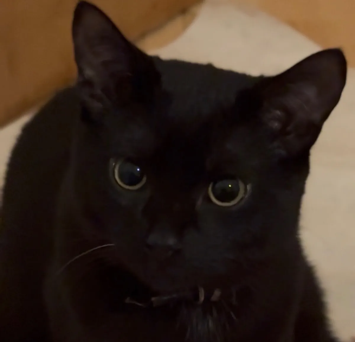 Beautiful Black Cat For Sale (Male) - Image 1