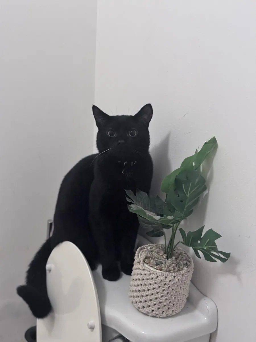 Beautiful Black Cat For Sale (Male) - Image 2