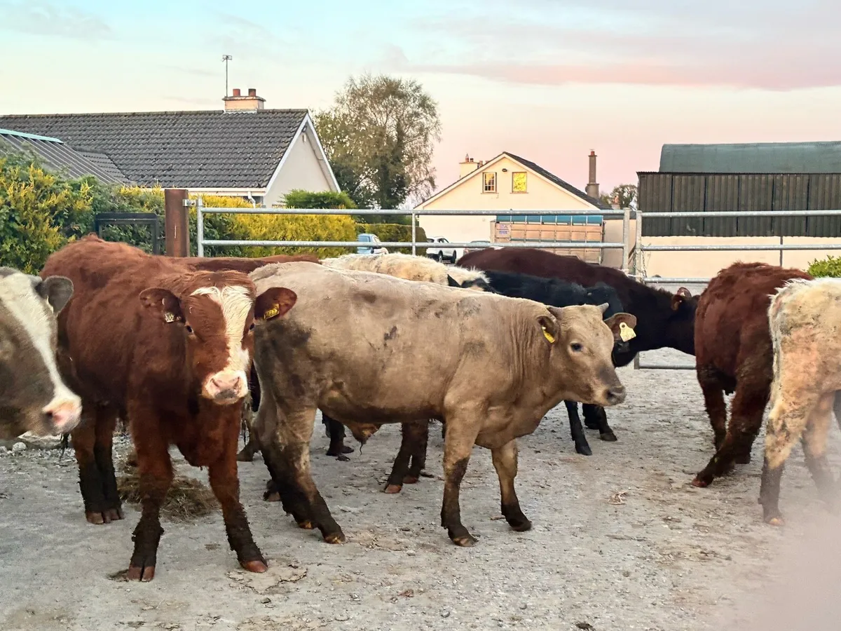 12 continental store bullocks for sale - Image 2