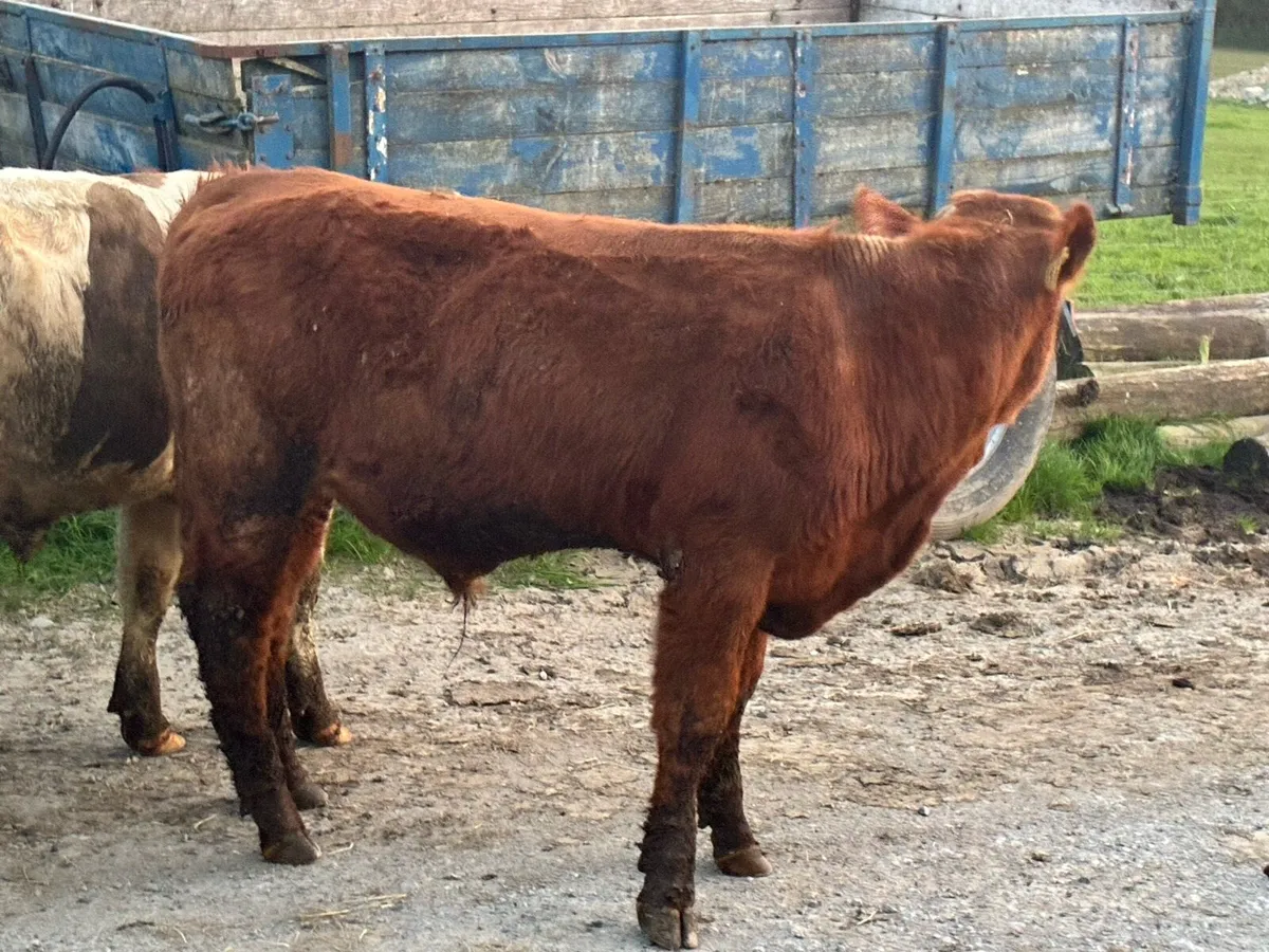 12 continental store bullocks for sale - Image 3