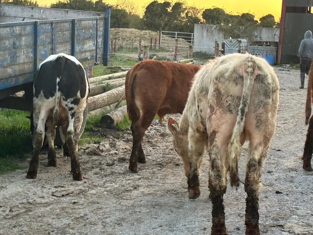 12 continental store bullocks for sale - Image 4