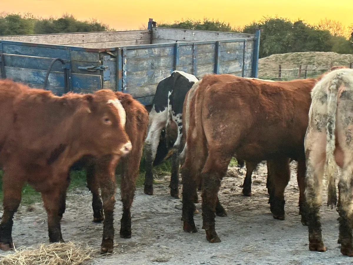 12 continental store bullocks for sale - Image 1