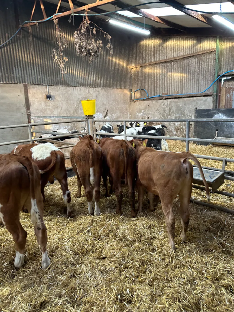 Angus lim and blue bulls - Image 4