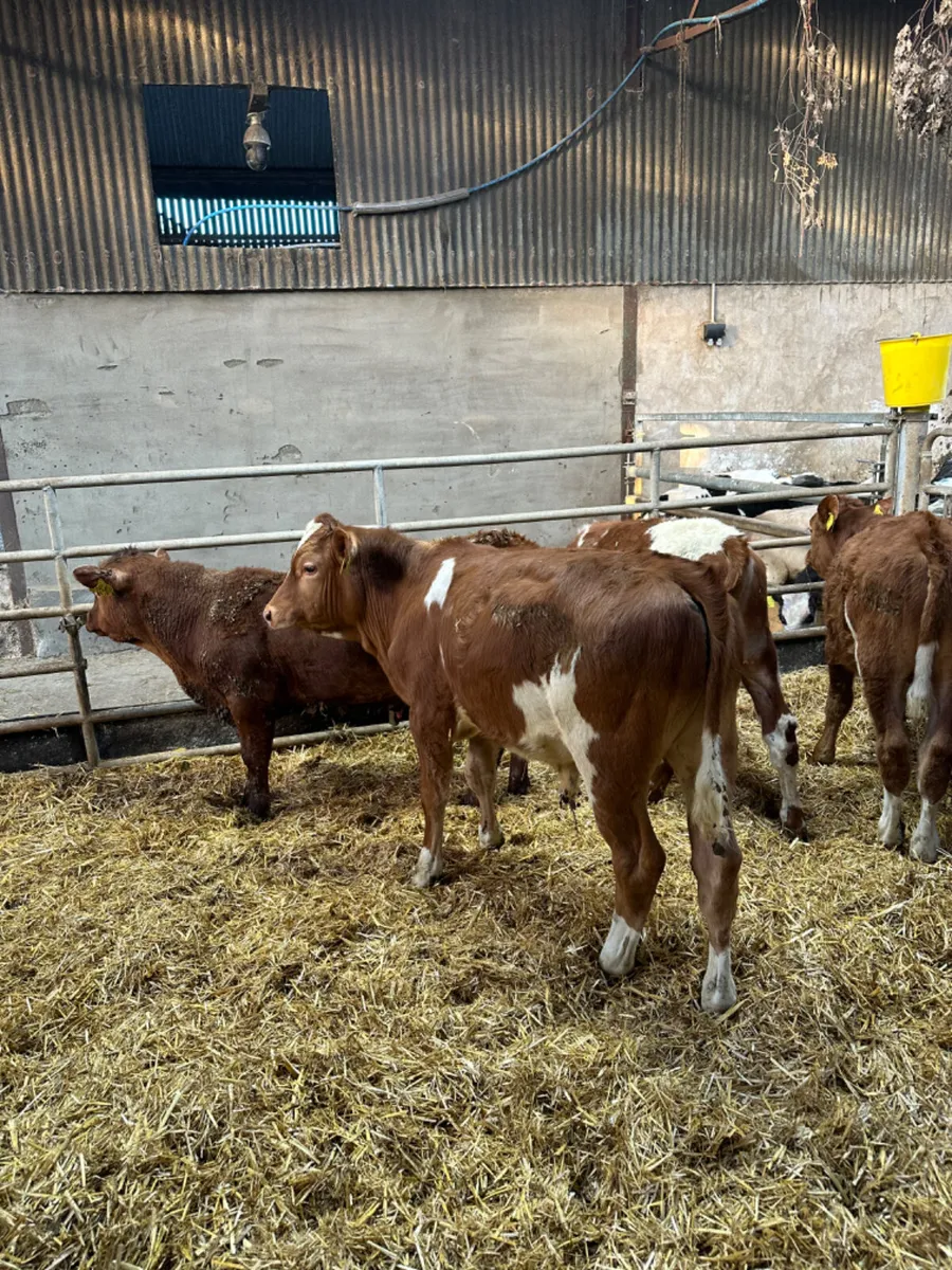 Angus lim and blue bulls - Image 3