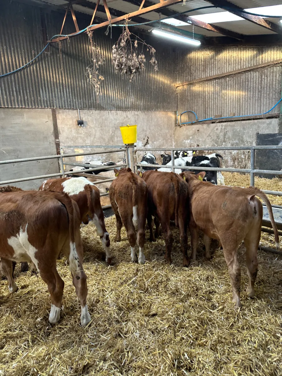 Angus lim and blue bulls - Image 1