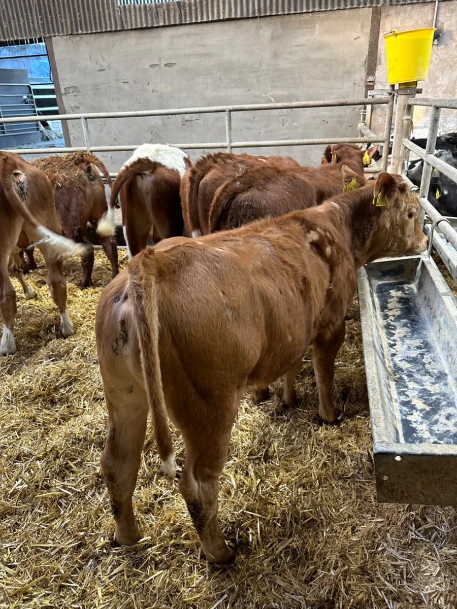 Angus lim and blue bulls - Image 2