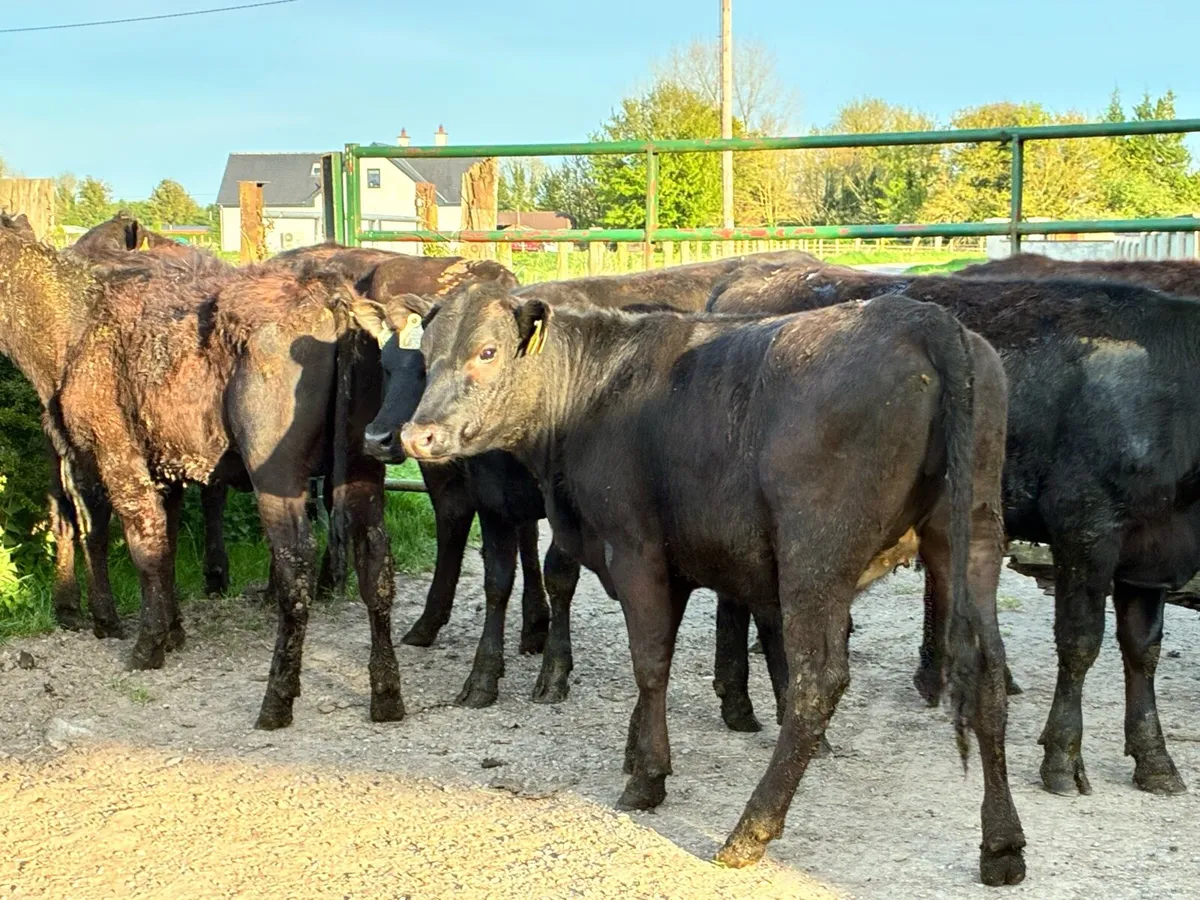 10 Angus heifers for sale - Image 1