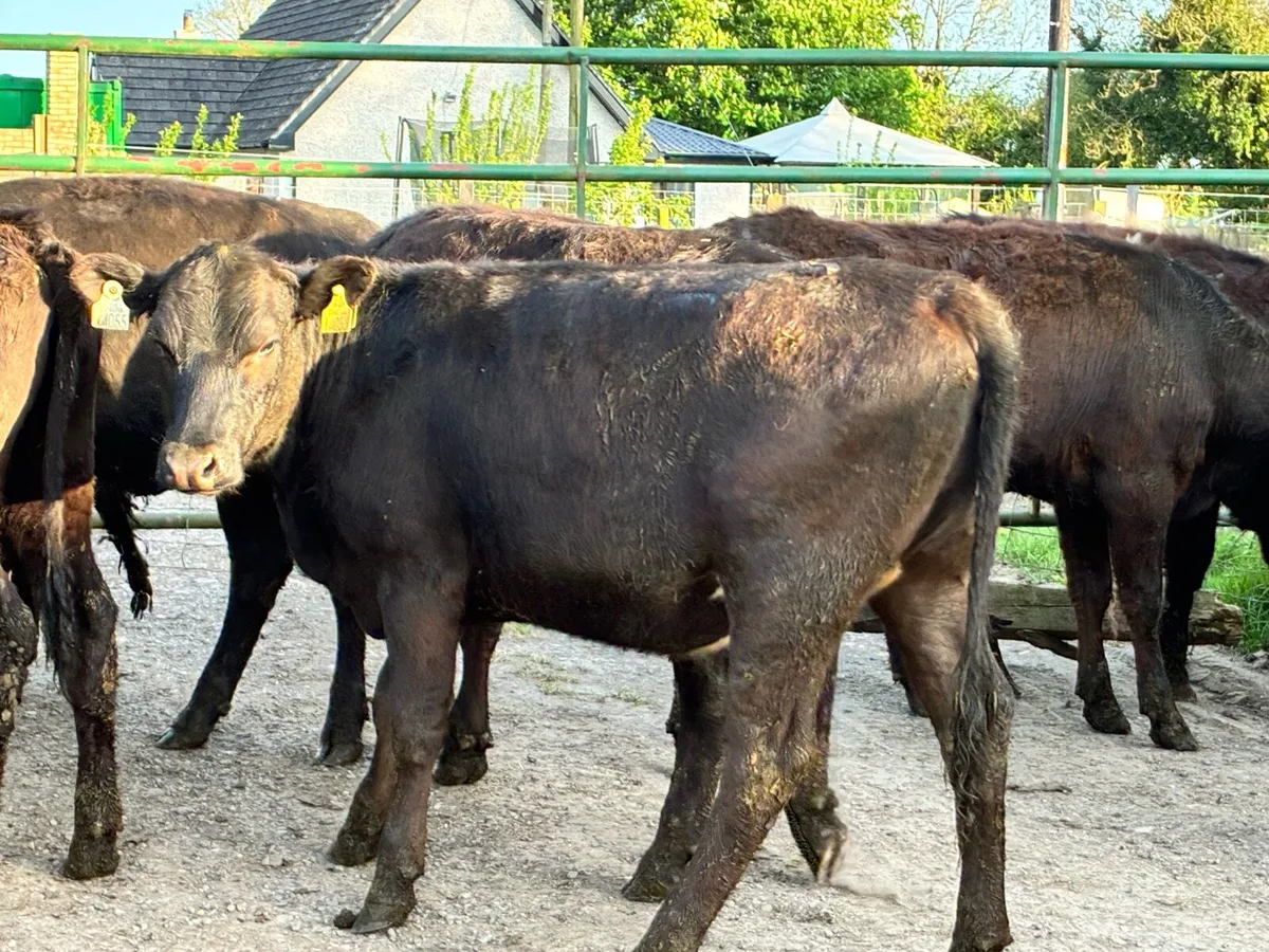 10 Angus heifers for sale - Image 2