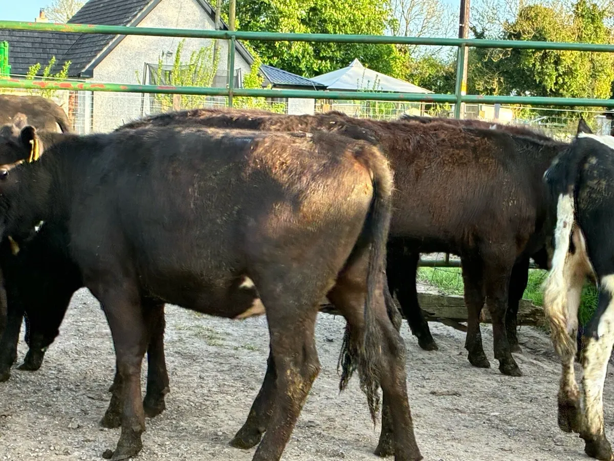 10 Angus heifers for sale - Image 3