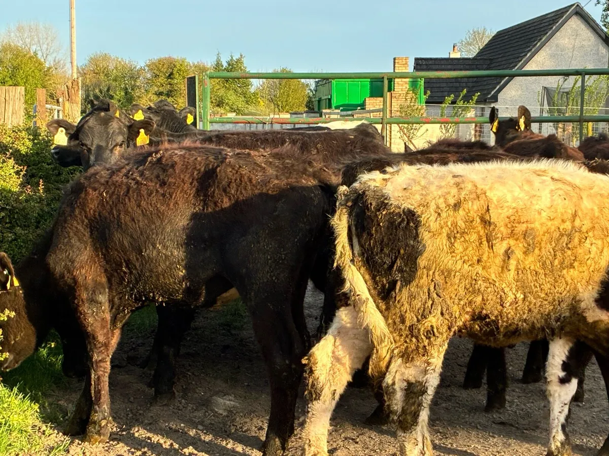 10 Angus heifers for sale - Image 4