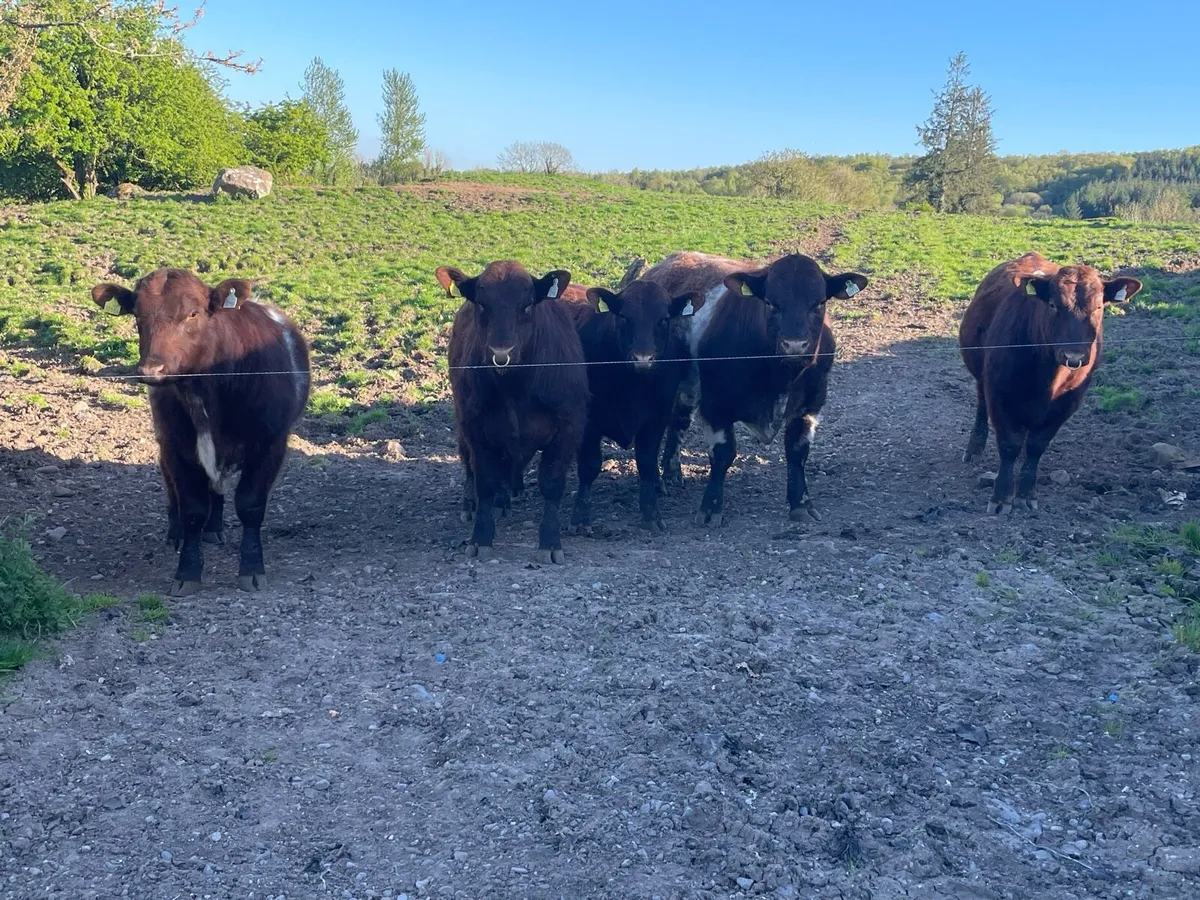 Shorthorn Bulls - Image 2