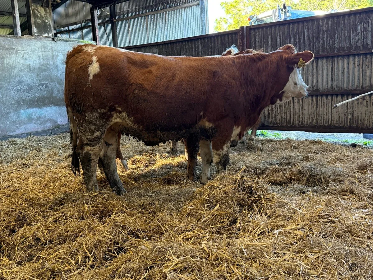 Sim heifers for Gort Mart tomorrow Thurs 30th - Image 3